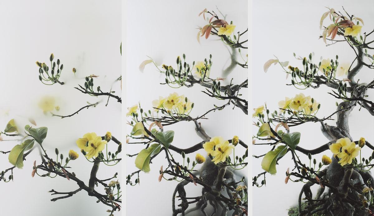 Still Life 014 – Yellow Mai flower, 《小品之十四 黃梅》，2020, 6 min 55 sec