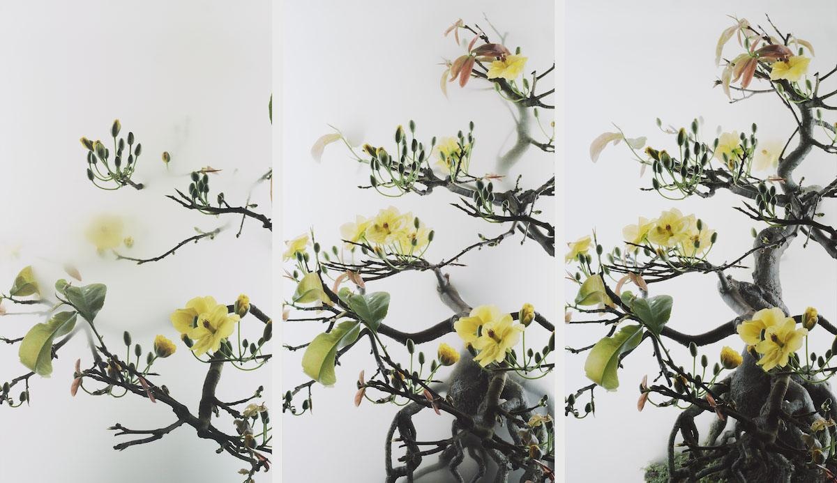 Still Life 014 – Yellow Mai flower, 《小品之十四 黃梅》,2020, 6 min 55 sec